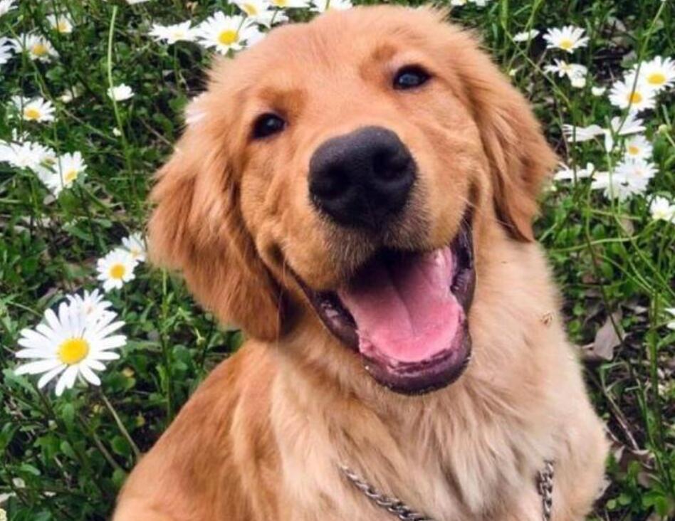 無良托運(yùn)公司致金毛Siri死亡為何稱員工離職來甩鍋呢？(圖1)